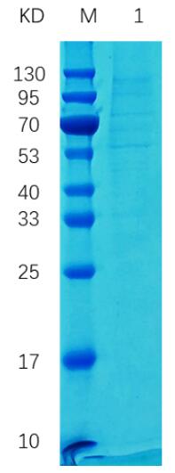 Reducing 12% SDS-PAGE analysis profile of purified GB46-02VH (CBB stained)